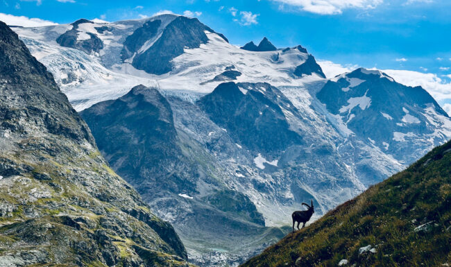 An Ibex stands on a hillside in Switzerland. It is silhouetted against the Steingletscher on the Susten Pass in the Swiss Alps. Cycling Holidays in Europe.